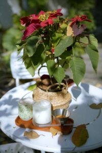 Perché regalare una Stella di Natale: un pensiero che va oltre il fiore