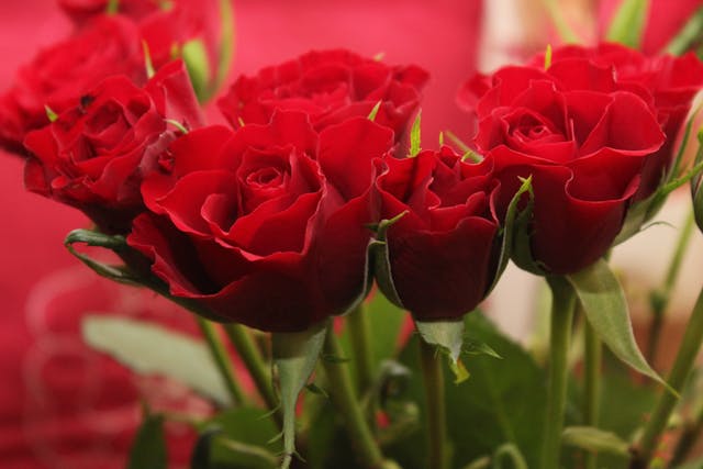 San Valentino plurale: il primo manuale dedicato agli amori aperti